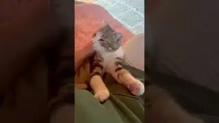 Гриша в поисках своего человека и дома ❤️ #спб #cat #kitten