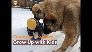 Caucasian Shepherds with children, playing with kids in -30°C Canada