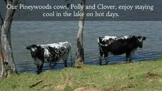 Pineywoods Cows