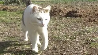 ねこ日記#2755 お散歩から帰ってきてマチコに話しかけるマオ⭐