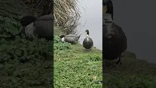 Relaxing video about ducks in the duck shelf. #ducks #animals #kids #love #relaxing