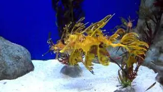 Leafy and Weedy Sea Dragons - Singapore Aquarium