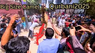 Big Size Camel Qurbani 2025😍 || Kasai Na Kamal Kr Diya || Dangerous Camel Qurbani 2025 || jungle Joy