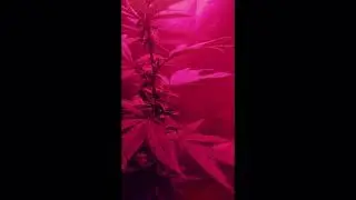 Dosi Cake Strain.. looking good and almost ready.