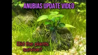 Anubias Rot update: Did the plants survive?