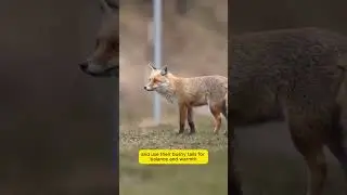 Fox Facts You Didn&rsquo;t Know!