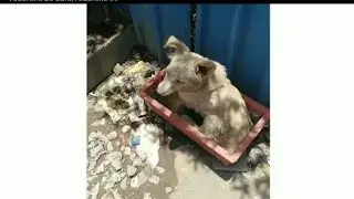 GIVING WATER TO THIRSTY ANIMALS  | Animal Survival| Filling water pots for STRAY DOGS
