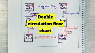 Double circulation flow chart #easydiagram #lungs #heart #doublecirculation
