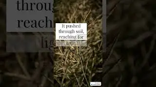 A seed buried in darkness did not quit.. @endlessinspiration_1  #inspiringstory #dailystories