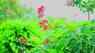 ये किस चीज का फूल है most popular flowers #longvideo #nature #flowers #amazing 