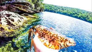 AMAZING Squid Fishing! - Port Hacking Squid Special