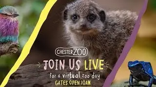 Chester Zoo Live Stream || How To Watch Them