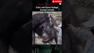 Viral video Creepy animals #shorts #hindi