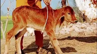 Cows for sale super cows speciel for breeding and milking high Quailty in pakistan
