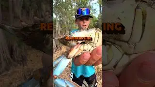 Claw-Kid Teaches You About Crab Claws 🦀  #louisiana #crab #bluecrab #louisianacrawfishcompany