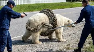 Heroic Rescue Team Saves Polar Bear from GIANT Python Attack