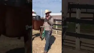Tip on how to train a mule.