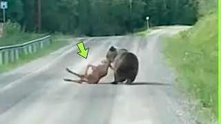 ELE NÃO SABIA QUE O URSO IRIA FAZER ISSO