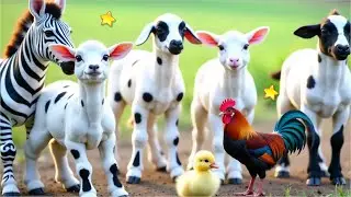 KAMBING KAMBING LUCU SATE KAMBING KAMBING EMBEK-EMBEK SUARA KAMBING EMBEK KAMBING LUCU SAPI SAPI MOO