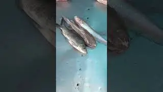 live fish from #BrammputraRiver #dhubri #assam