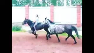 Конкур в паре ))