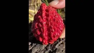 Lychee cutting Kaise karte h 🥰&bull; #lychee #fruitscutting #nature #videography