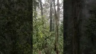 Dorrigo National Park, NSW Australia