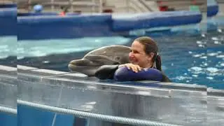 Jessica orca dolphin beautiful picture ||Jessica orca dolphin attack#jessica#dolphin#JessicaOrca