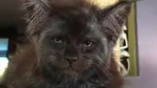 Cat with human face