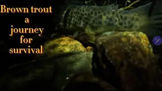 Spawning brown trout, a journey for survival