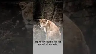 #courage #motivationalvideo #shorts #status