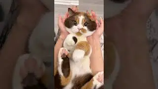 Cute cat