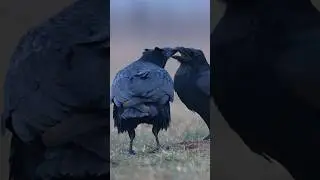 Ravens: smart, mysterious, and&hellip; romantic? 💕 Watch how these fascinating birds bond and flirt 🖤