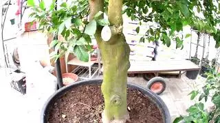 Citroník