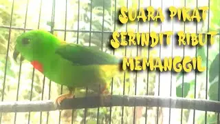 Suara Pikat Serindit Ribut Gacor Memanggil
