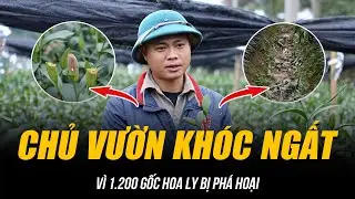 CHỦ VƯỜN KHÓC NGẤT VÌ 1.200 GỐC HOA LY BỊ PHÁ HOẠI | CÔNG AN HÀ NỘI TRUY TÌM KẺ CHƠI XẤU!