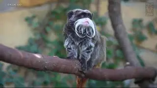 Dallas police looking for person in connection to missing Emperor Tamarin Monkeys at Dallas Zoo
