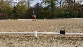 Western Dressage Test - Basic Level, Test 1