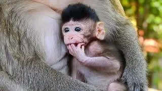looking new baby monkey hungry