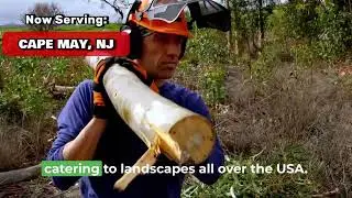 Tree Service Expert Cape May, NJ