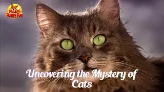 The Mysterious World of Cats: Whisker Secrets & Night Vision Powers!