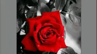 SchwarzWeiss-Bunt