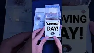 introducing a colony to an ANT FARM! #antkeeping