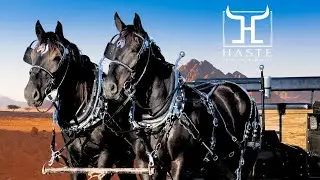 ЛУЧШАЯ команда молодых тяжеловозных першеронов на рынке? Встречайте Тома и Джерри!