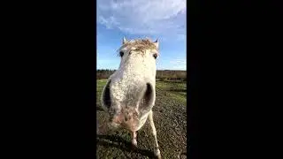 ASMR -Snowy the nosy pony!!😄