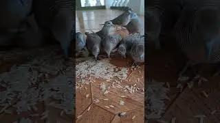 Dove birds 🕊 #food #eating #birdslover #birds #shortvideo