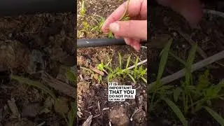 How to Thin Your Carrot Seedlings