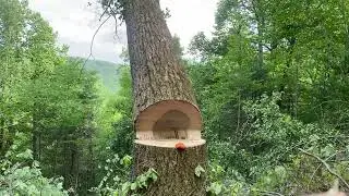 100ft Tulip Poplar Jumps Nearly 30ft Away from the stump down the hill 😮