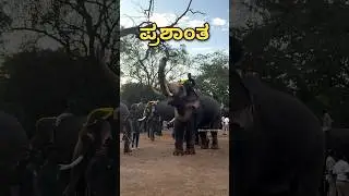 PRASHANTHA 🔥🔥🔥⚡️⚡️⚡️ ￼#mysoredasara2025 #elephant #dasaraelephants #prashanthaelephant