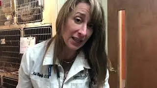 Toe Amputation on a dog. The post-op video of Buster who was told he was &ldquo;too old for surgery.&rdquo;